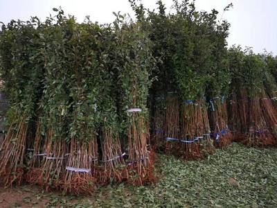 山東育苗基地遭竊，新疆杏李品種“恐龍蛋”市場熱度再引關注